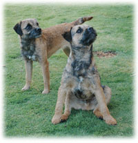 Merlin and Sussie, Blamich Border Terrier Bloodline