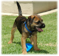 Merlin as a playfull 3 month old Blamich Border Terrier