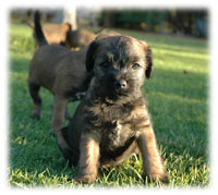 Beautiful, cute and playfull sums up Border Terrier pups.