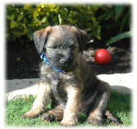 Beautiful, cute and playfull sums up Border Terrier pups.