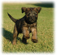 Beautiful, cute and playfull sums up Border Terrier pups.
