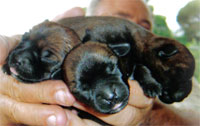 Blamich puppies all look alike when they are born.