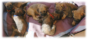 Border Terriers have litters ranging from average 4 to 8